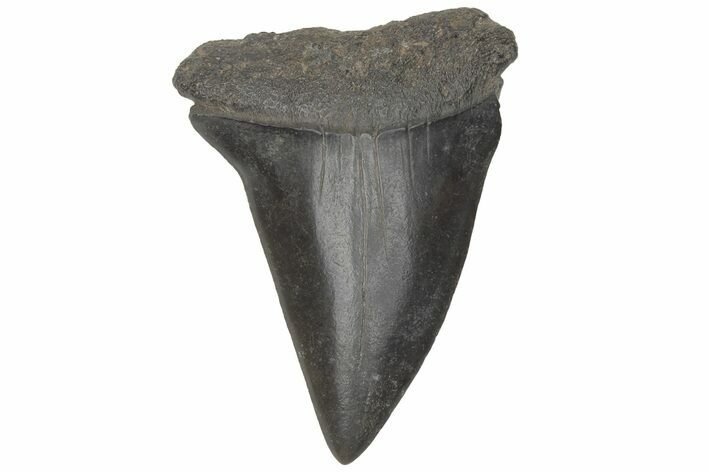 Fossil Broad-Toothed Mako Tooth - South Carolina #214609